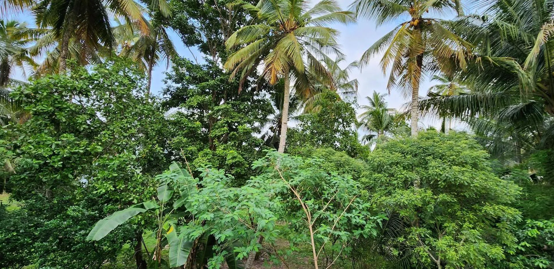 The Escape, Minuwangoda Penzion
